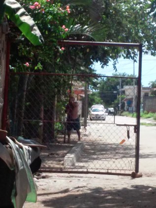 Grandpa Flores getting fruit for us 1