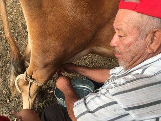 Reuben Milking Cow
